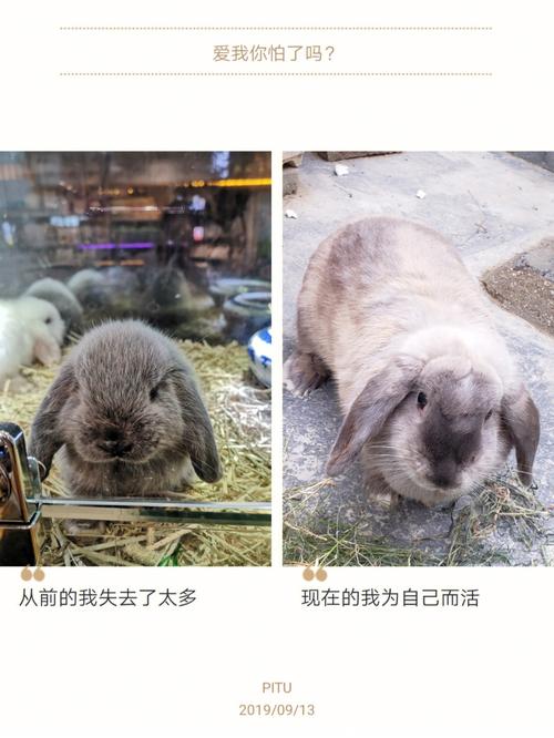 中国兔vs外国兔谁厉害