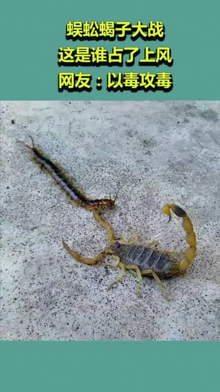 中国最大蜈蚣vs蝎子